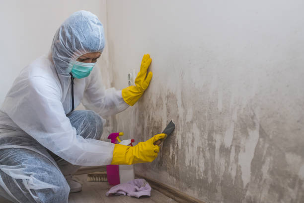 Best Residential Mold Remediation in Leander, TX
