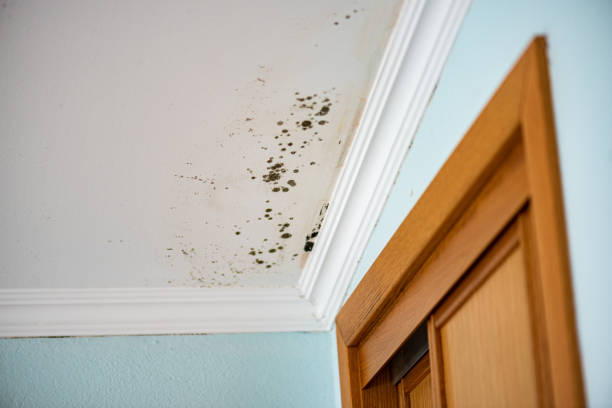 Best Kitchen Mold Remediation in Leander, TX