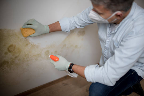 Best Commercial Mold Remediation in Leander, TX