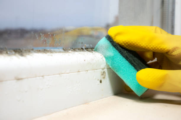 Best White Mold Remediation in Leander, TX