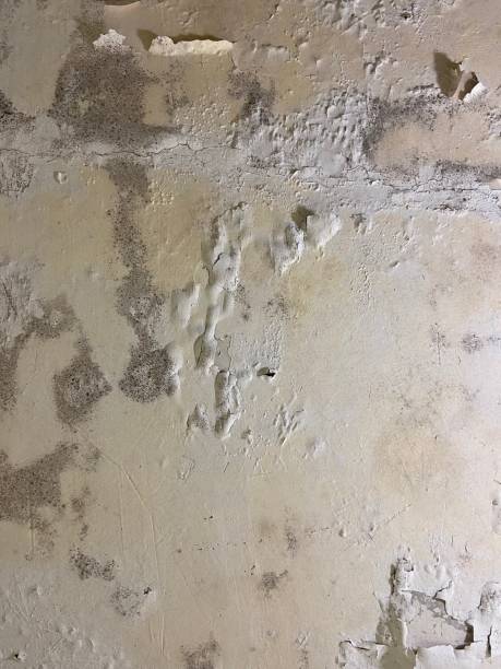 Professional Mold Remediation in Leander, TX