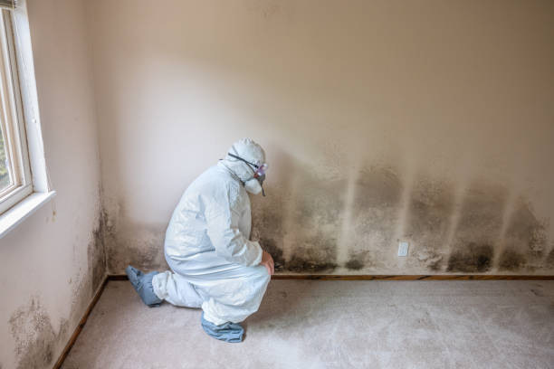 Best Bathroom Mold Remediation in Leander, TX