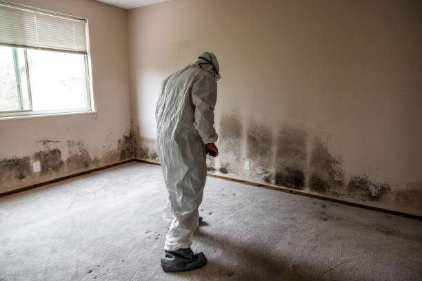 Best Post-Flood Mold Remediation in Leander, TX